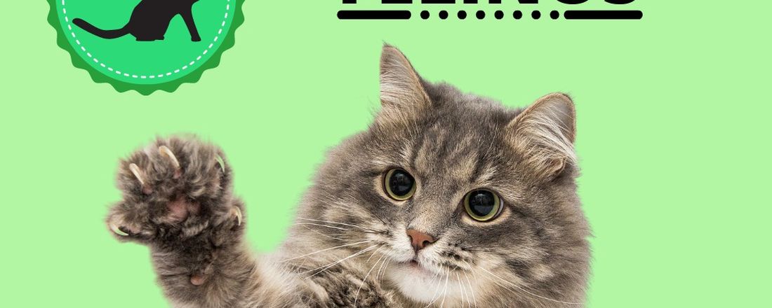 I Ciclo Online de Palestras em Felinos