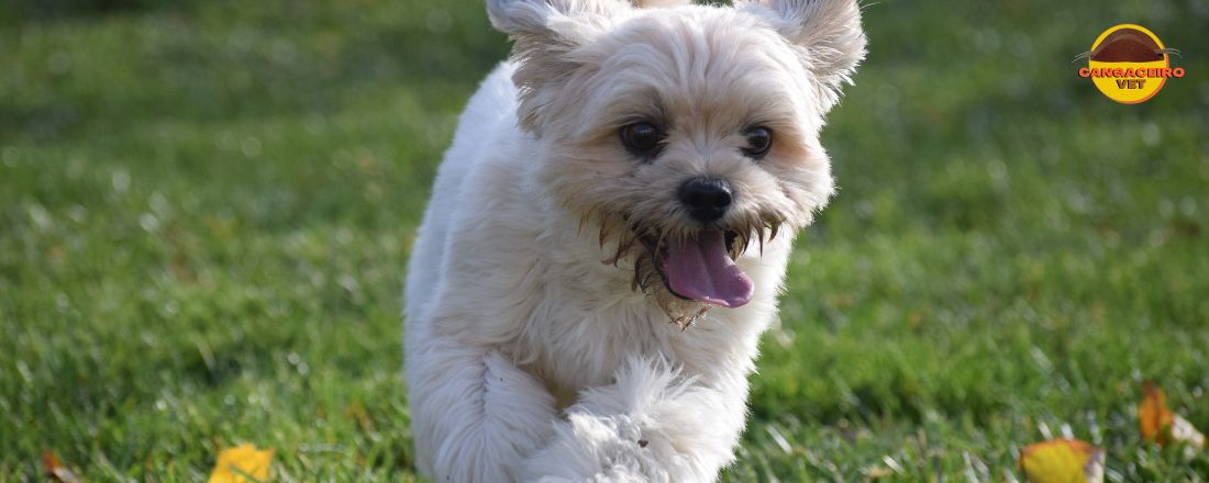 TREINAMENTO EM SAÚDE CANINA: CINOMOSE E PARVOVIROSE