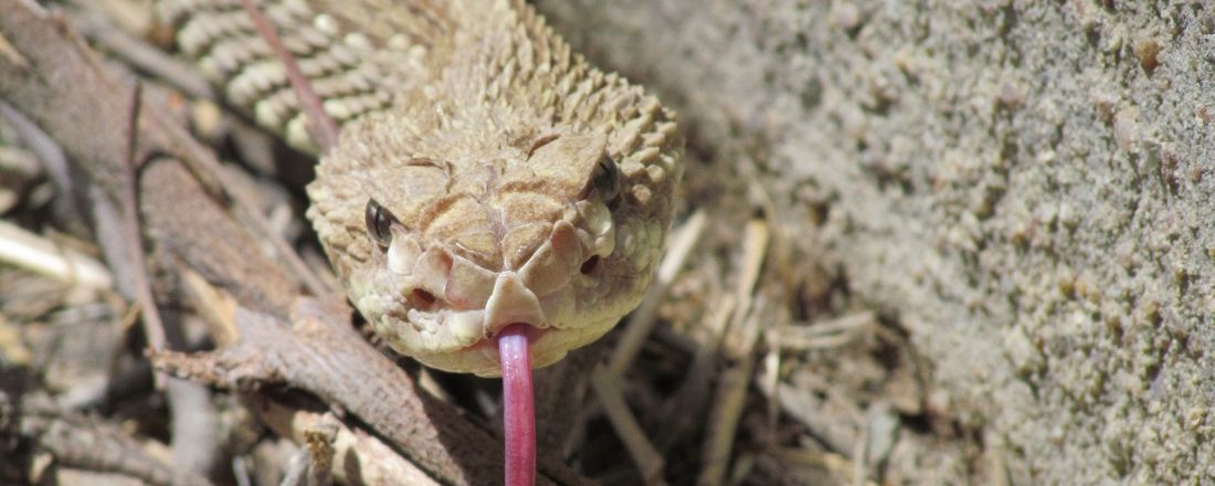 Curso de Identificação e Manejo de Serpentes