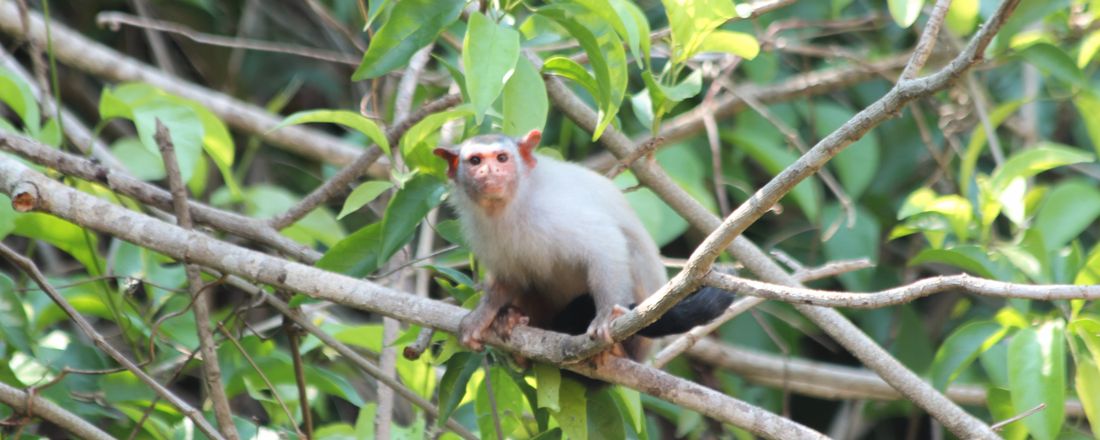 Acompanhamento a campo de pesquisas de primatas não humanos de Porto Velho