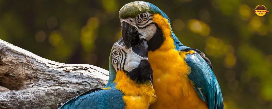 CONGRESSO INTERNACIONAL DE BEM-ESTAR E COMPORTAMENTO ANIMAL