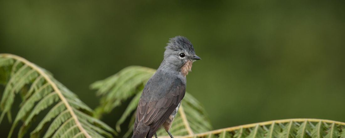 Trilhas de observação de aves em Ubatuba-Sp, com Henry Miller