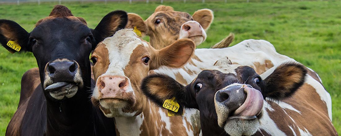 Medicina Veterinária Integrativa: a medicina da nova era