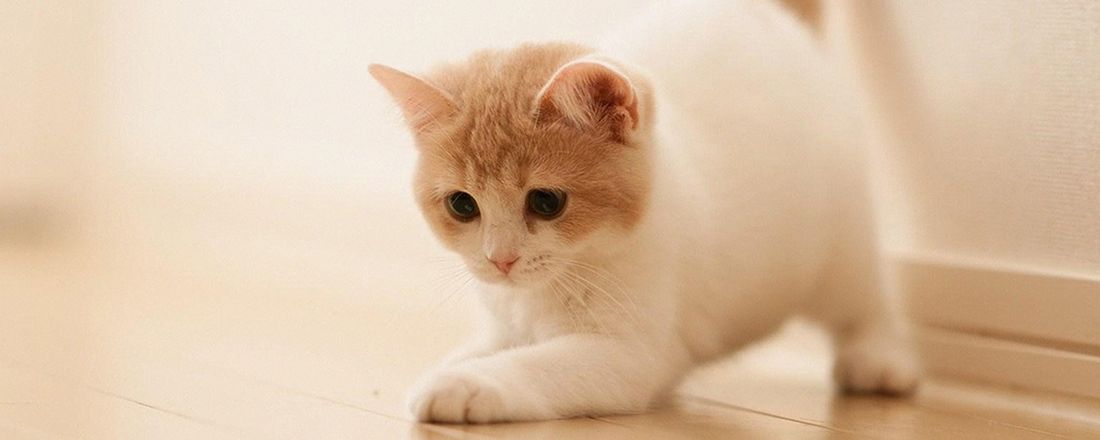 CatVetDay - I Encontro de Medicina Felina do Sul Fluminense