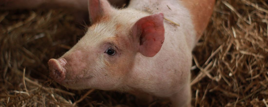 Bacon Day - "da reprodução ao leitão de creche" - Aspectos gerais da produção de suínos