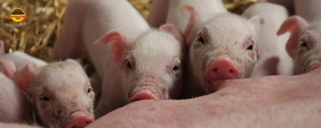 TREINAMENTO EM NUTRIÇÃO ANIMAL