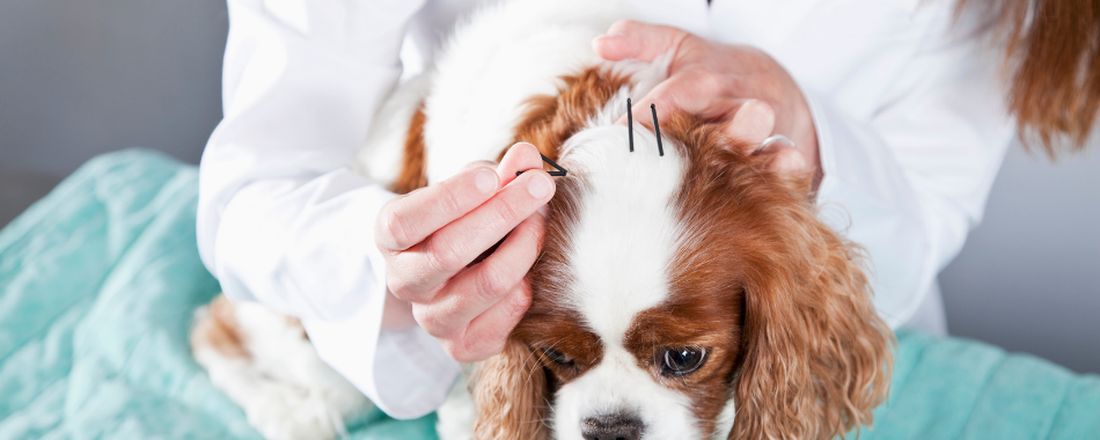 Métodos Complementares para Controle da Dor Clínica no Paciente Veterinário