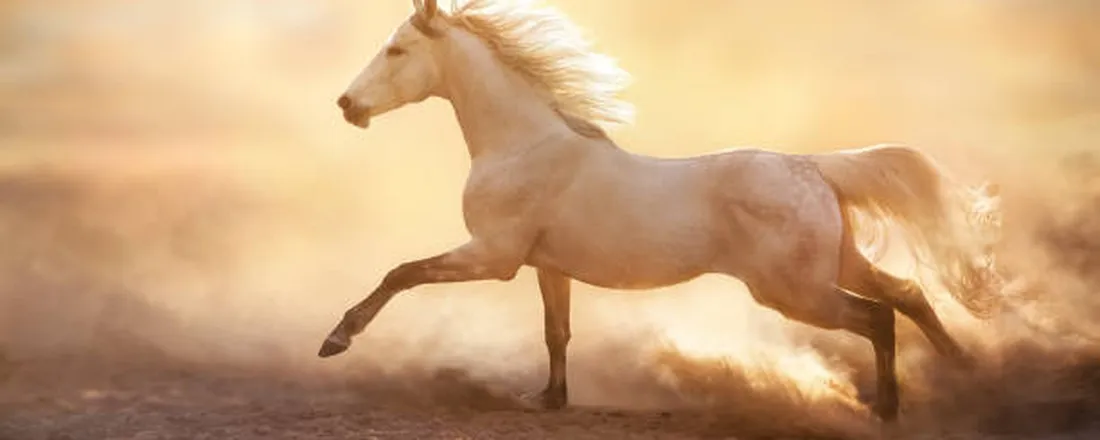MANEJO CORRETO DE EQUINOS: SAÚDE E BEM ESTAR