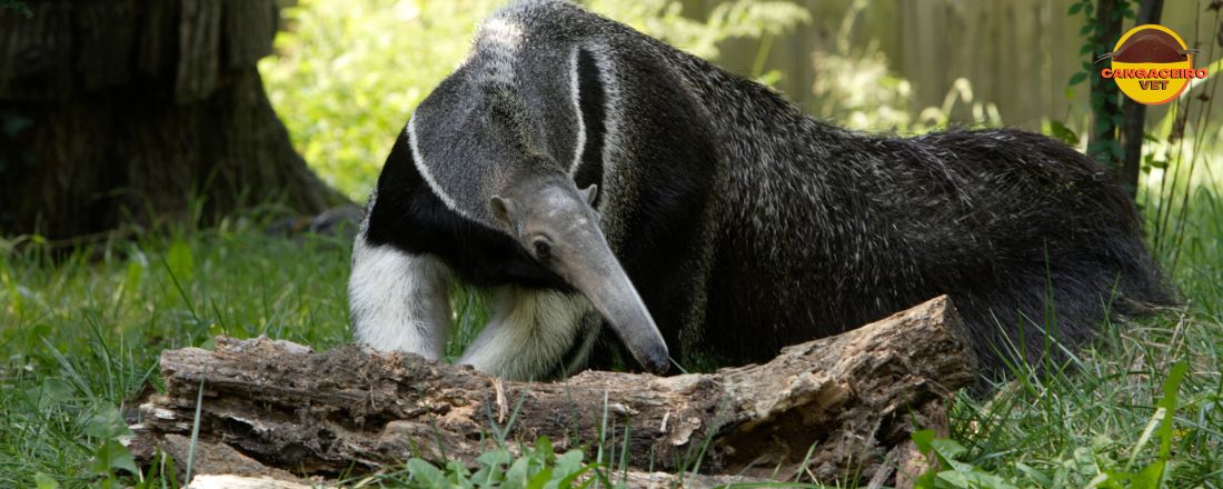 CURSO DE ESPECIALIDADES: A MEDICINA DE ANIMAIS SELVAGENS