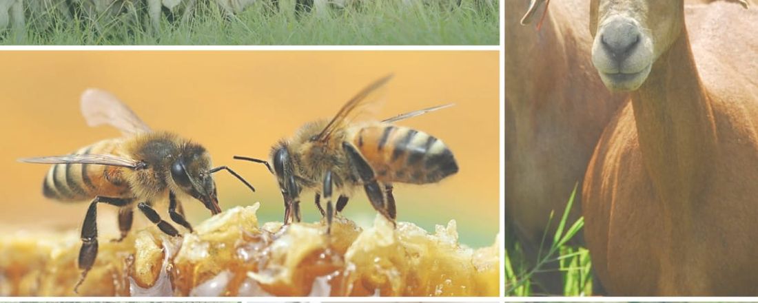 I Semana de Zootecnia: Abrindo as Porteiras do Sertão Central