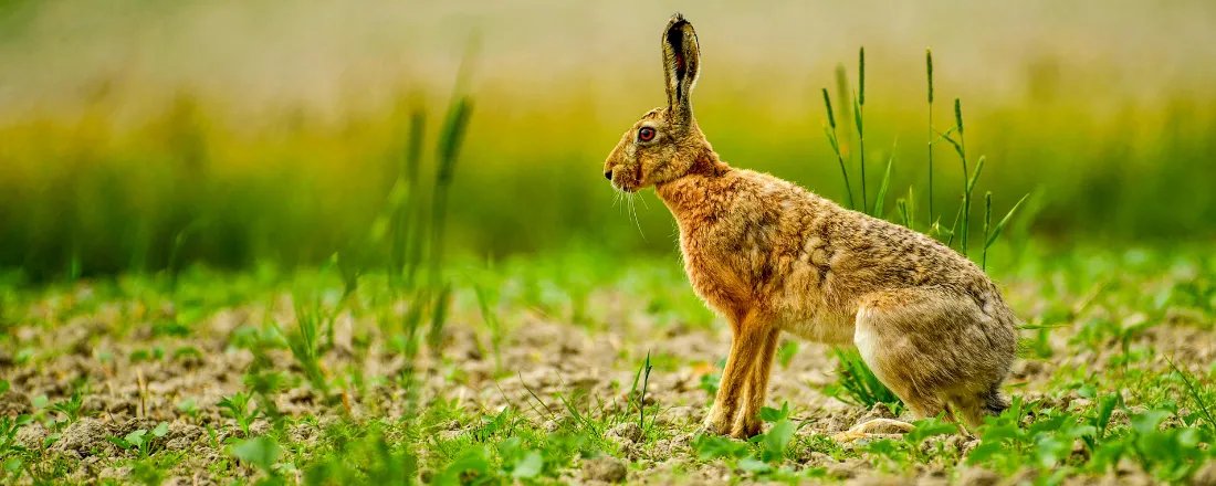 Fisiatria em Animais Silvestres e Exóticos