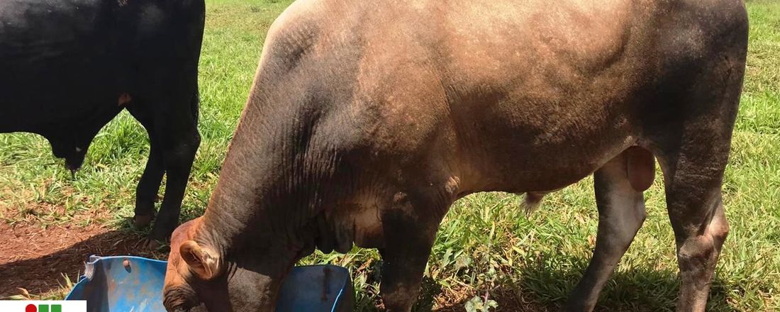 Engorda de Bovinos Leiteiros em dieta sem volumoso