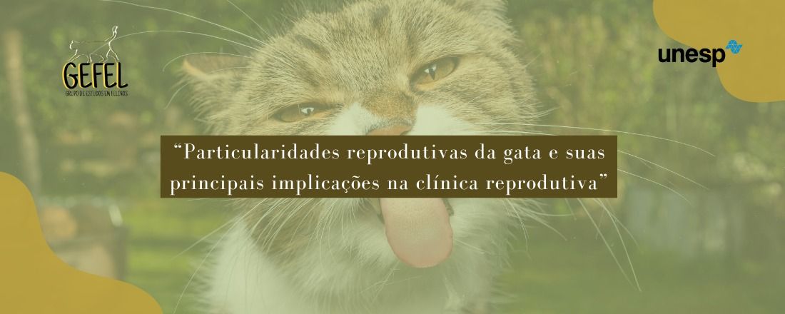 Particularidades reprodutivas das gatas e suas principais implicações na clínica reprodutiva