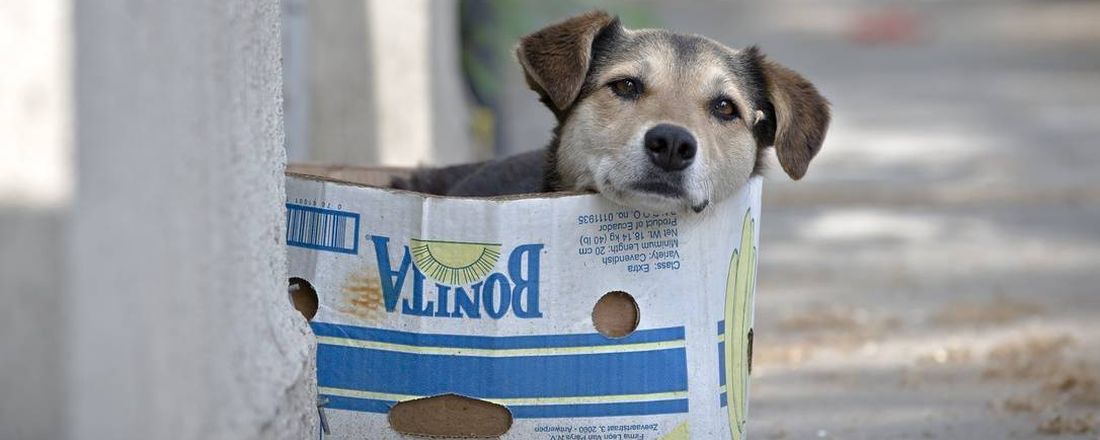 Manejo Populacional de cães e gatos - Estratégias para reduzir abandono de animais.