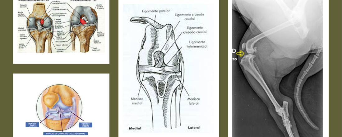 Insuficiência do Ligamento Cruzado Cranial em Cães: Como Conduzir?
