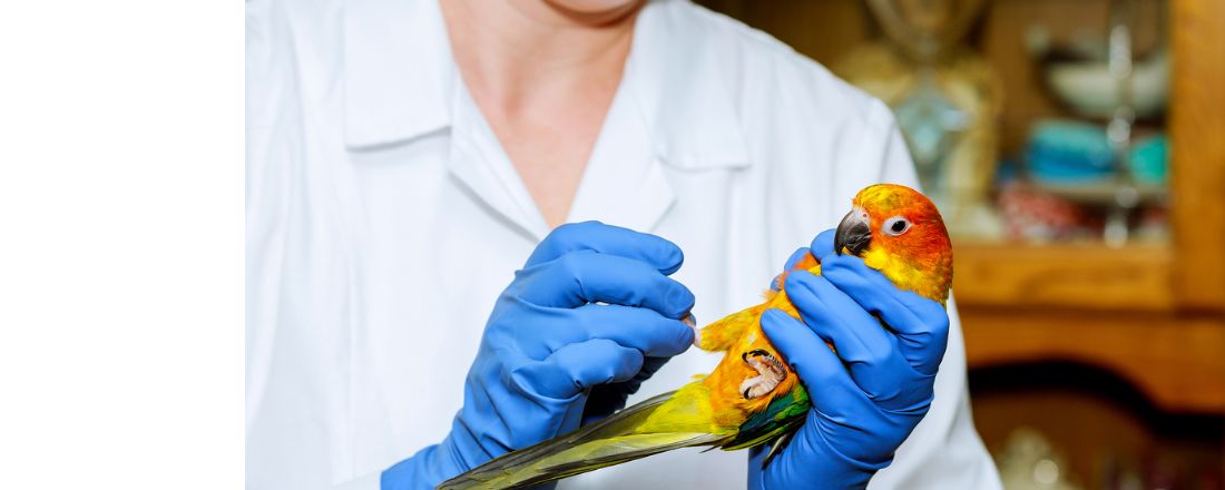 Como se preparar e começar no mercado de animais silvestres e pets não convencionais