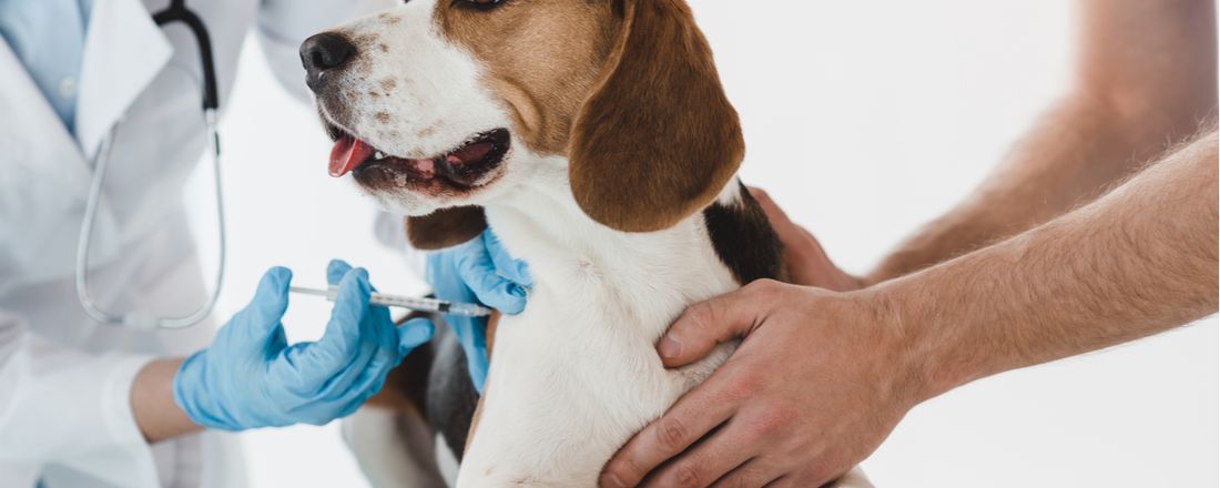 Diretrizes Atuais na Vacinação de Cães e Gatos
