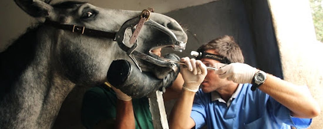 Introdução a Odontologia Equina