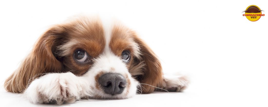 TREINAMENTO EM SAÚDE CANINA: BABESIOSE E ERLIQUIOSE