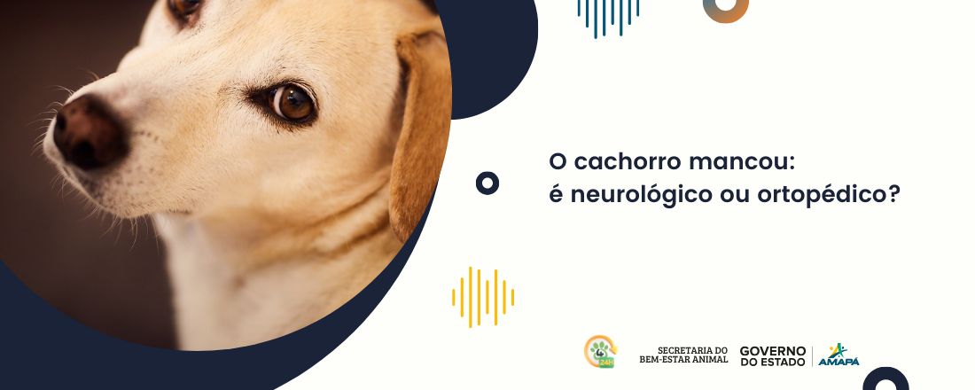 O cachorro mancou: é neurológico ou ortopédico?