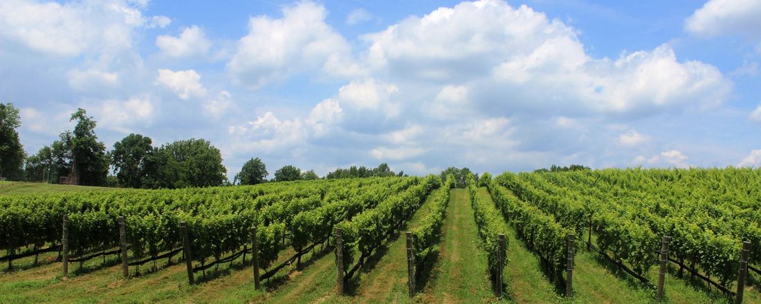 Fermentação: da uva ao vinho