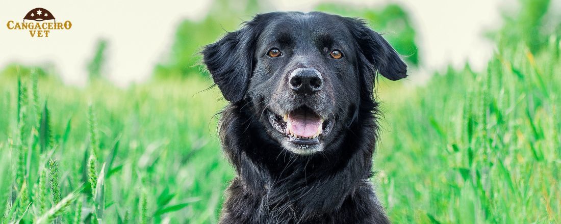 CURSO INTENSIVO EM DOENÇAS INFECCIOSAS DE CÃES