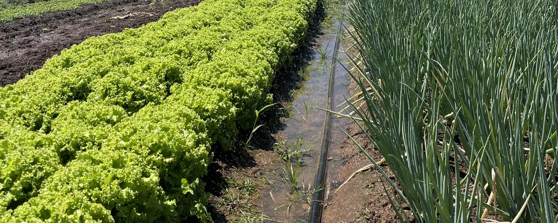 Dia de Campo da Agricultura Familiar 2026