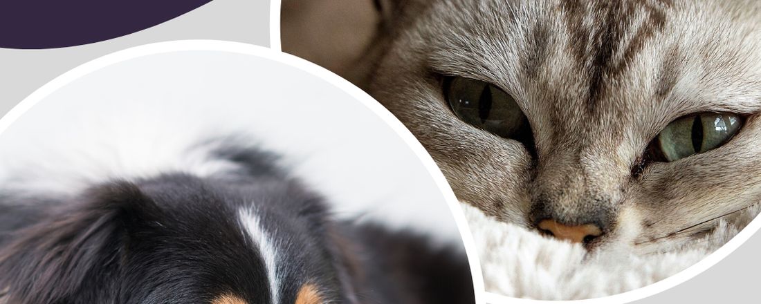 Câncer de mama em cadelas e gatas
