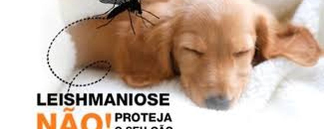 Terapia da Leishmaniose Canina