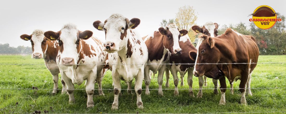 TREINAMENTO EM BRUCELOSE E TUBERCULOSE