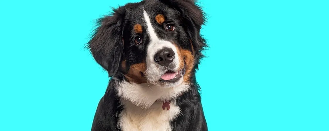 Castração de Animais