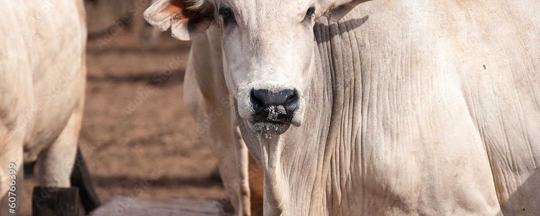 Megacurso Brucelose e Tuberculose: A dinâmica atual na saúde