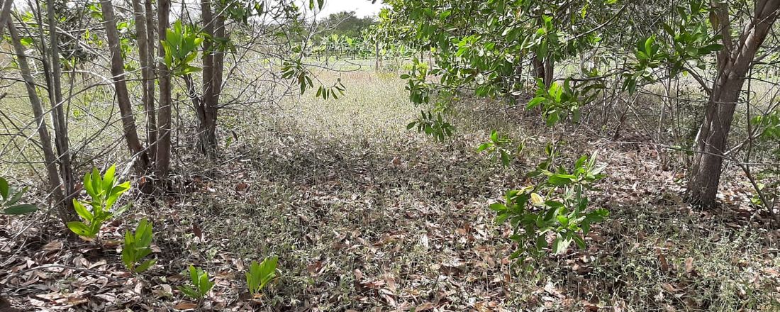 Campo em Prosa Agroecologia