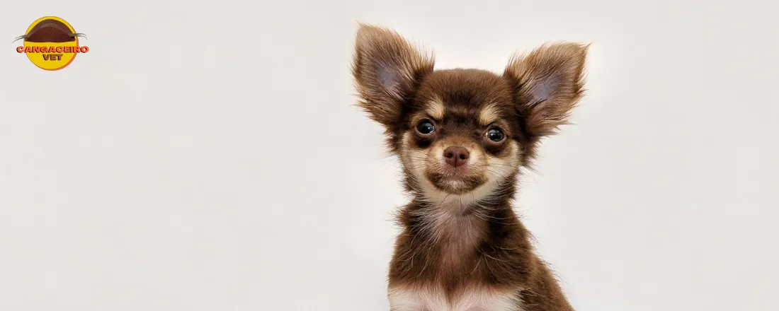 TREINAMENTO EM ESPECIALIDADES VETERINÁRIAS: CARDIOLOGIA, FISIOTERAPIA E ORTOPEDIA