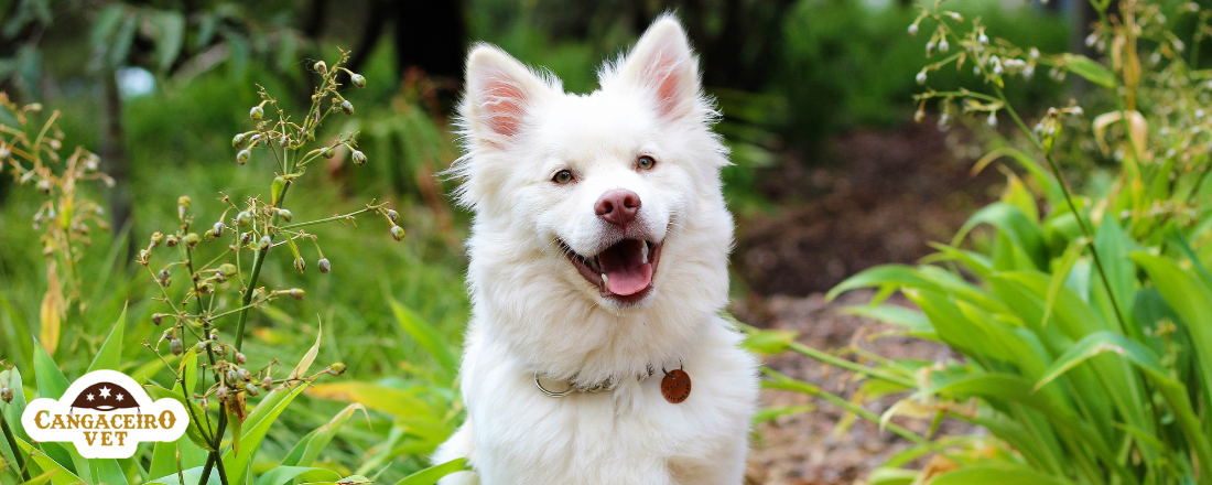 CURSO INTENSIVO EM DOENÇAS RESPIRATÓRIAS EM CÃES E GATOS