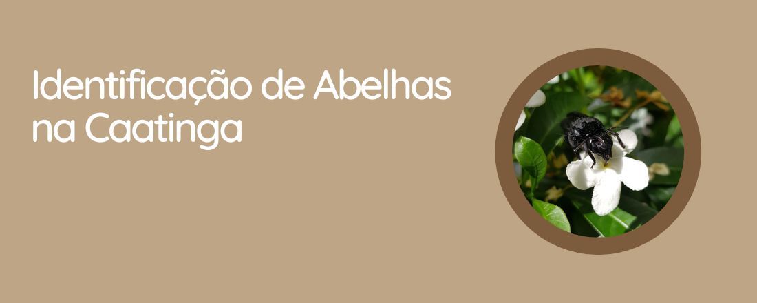 Identificação de Abelhas na Caatinga