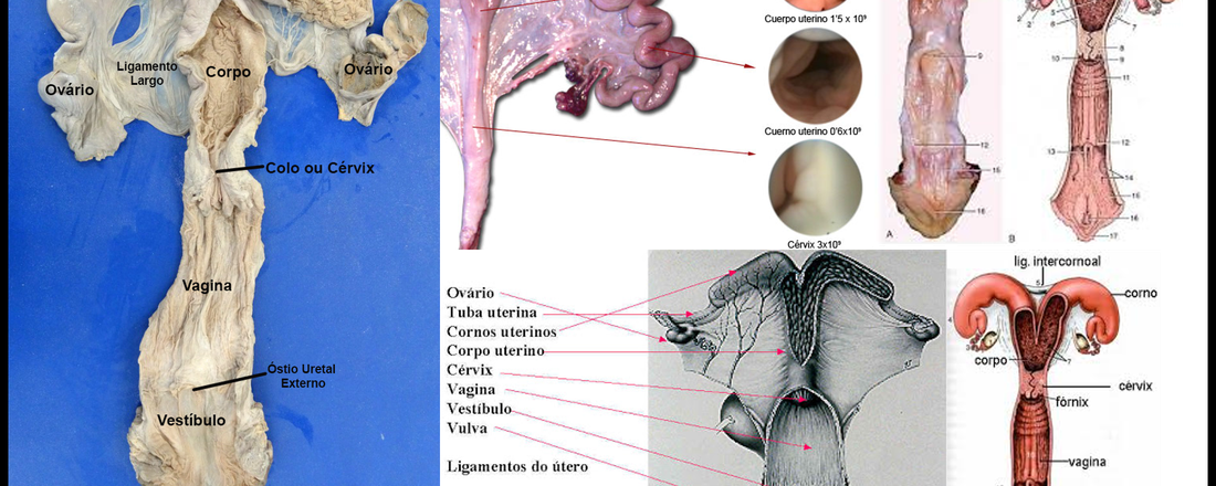 Anatomofisiologia do Trato Geniturinário (útero, ovários e estruturas adjacentes): Uma Visão para a Videocirurgia