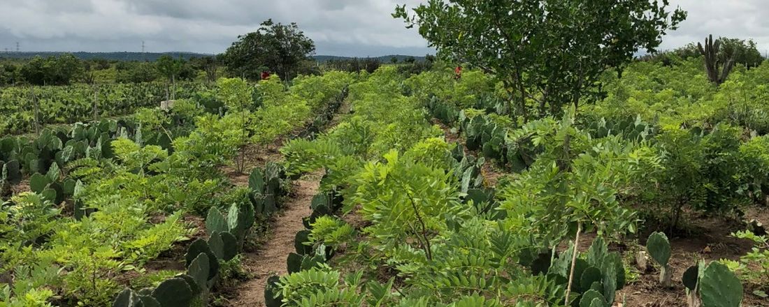 II AGROECIT - Diversidade Produtiva no Campo