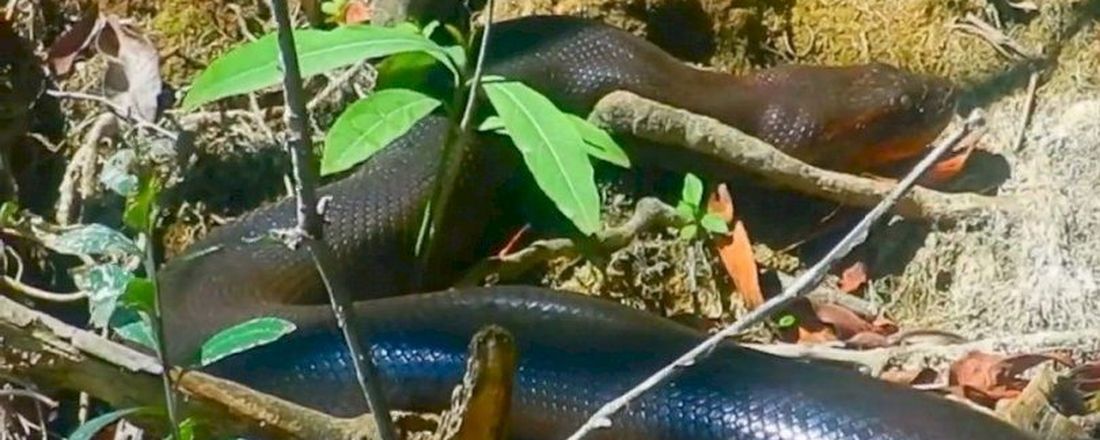 CONHECENDO A FAUNA SILVESTRE DA REGIÃO