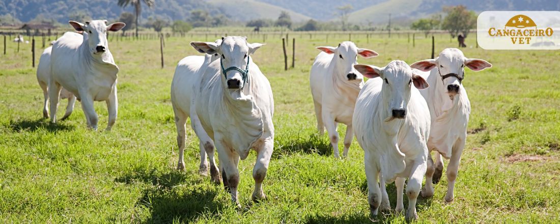 CURSO INTENSIVO DE DOENÇAS INFECCIOSAS E PARASITÁRIAS EM GRANDES ANIMAIS