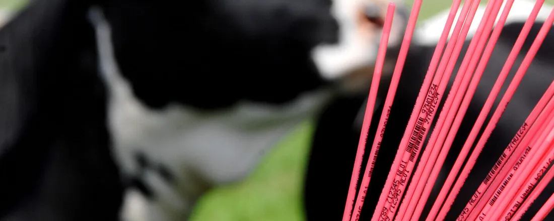 INSEMINAÇÃO ARTIFICIAL DE BOVINOS