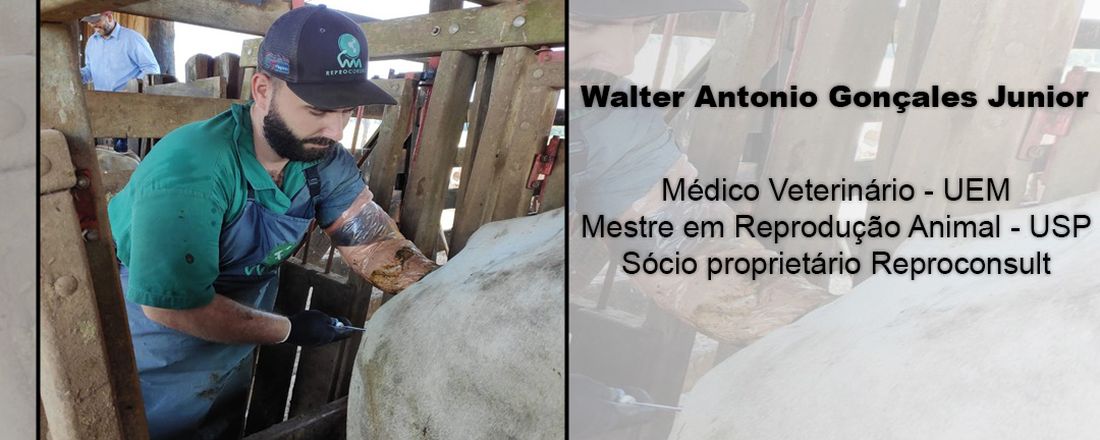 IATF Em Vacas de Corte