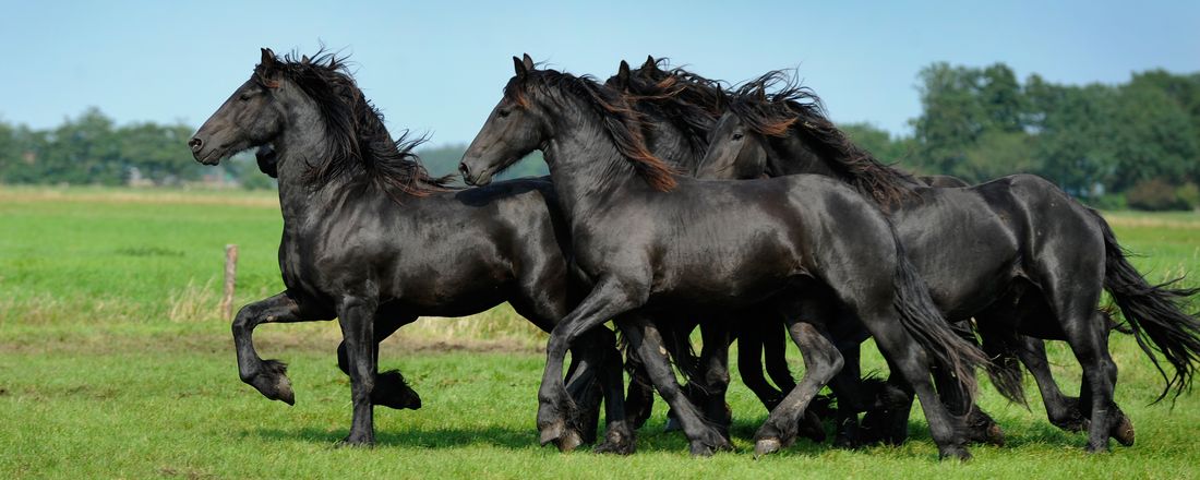 Visita a Propriedade de Equinos Friesian