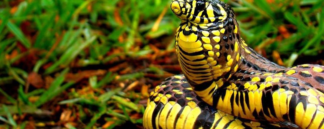 I Webinar em Ecologia e Conservação da Herpetofauna