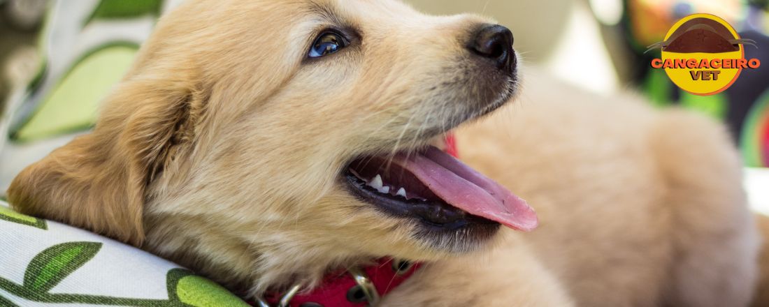 MEGACURSO: NEONATOLOGIA VETERINÁRIA