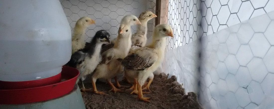 Feira de Galos e Aves - Paraíba