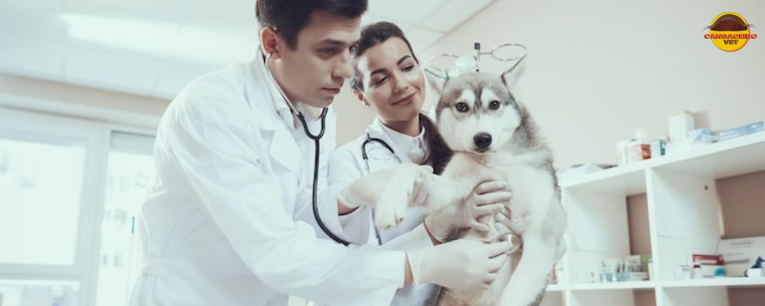 TREINAMENTO EM CARDIOLOGIA VETERINÁRIA