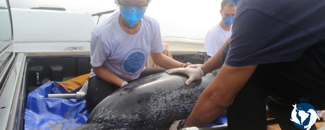 Atuação e manejo de animais marinhos