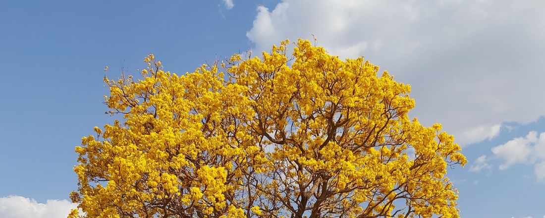 Círculo Dialógico: Educação de Surdos - Dificuldades e perspectivas