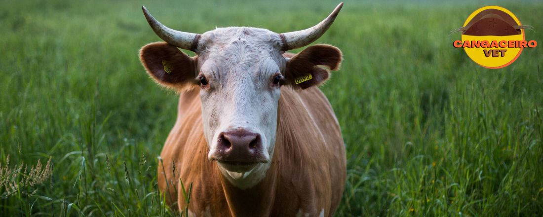 CONGRESSO BRASILEIRO DE PRODUÇÃO ANIMAL